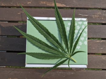 CBG vs CBN Comparison